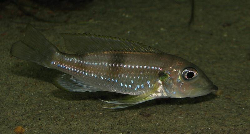 Gnathochromis permaxillaris